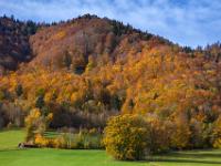 Vielfarbiger Herbstwald am Fuße des Aschauer Kopfes